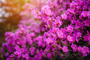 Fototapeta premium Blurred image of rhododendron bushes, selective focus. Rhododendron flowering in the Altai mountains, close-up. Natural floral background.