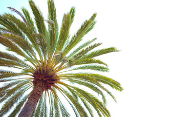 Palm tree in low angle view with pale sky background.