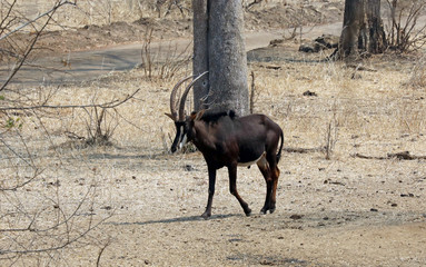 Sable antelope in dry woodland