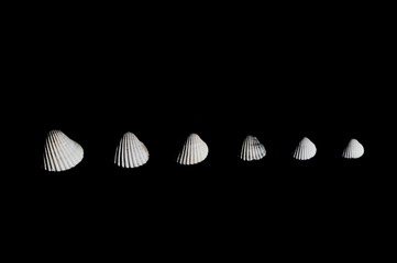 Six white sea shells decreasing in size over a black background