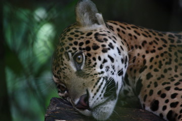 Fototapeta na wymiar pensamientos de un jaguar