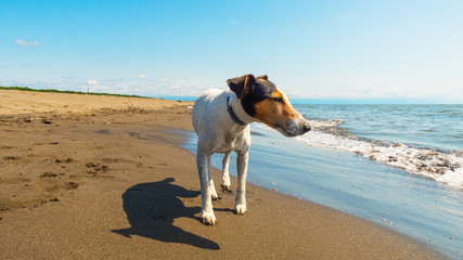 un cane al mare