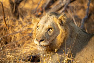 Young male lions with their sister finishing up a kill they stole from their mother.