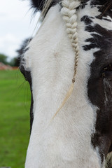 Horse with braided hair on the Zoetwourde farm, Netherlands
