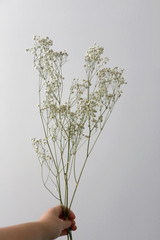Hand holding gypsophila flowers in front of a white wall.