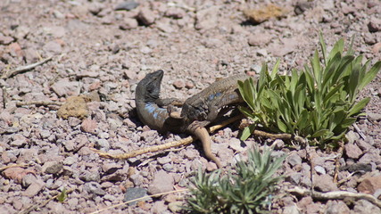 Lizard fight