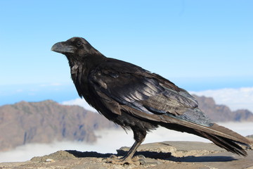Crow at La Palma, Canary Islands © Cludio