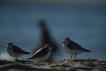 SANTA MONICA BEACH BIRDS AND SURFER