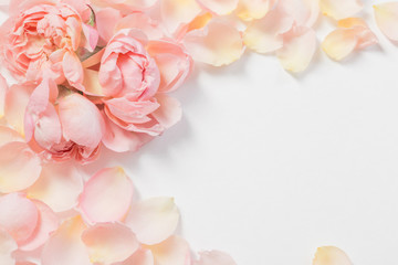 Fototapeta na wymiar rose flowers and petals on white background