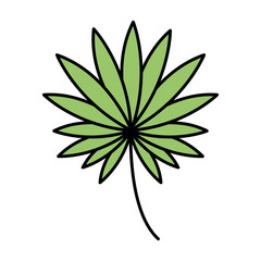 exotic and tropical leaf plant