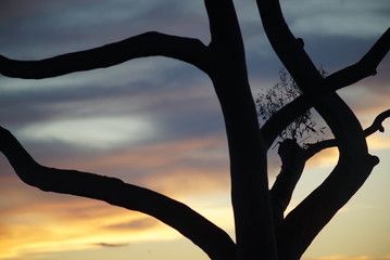 FISHERMEN TOWN BIRDS IN SUNSET
