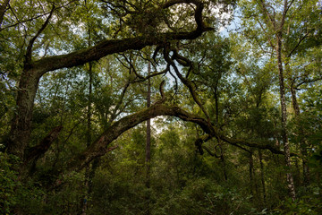 branches