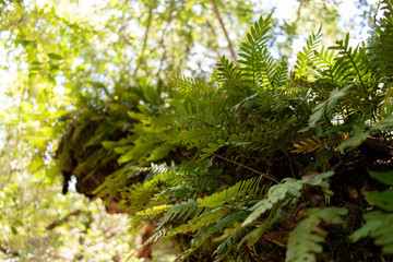 resurrection ferns
