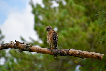 Hawk 