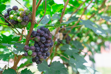 Bunch of red and white grape at vine. ripe purple bunch. outdoor harvesting season concept.Vineyard