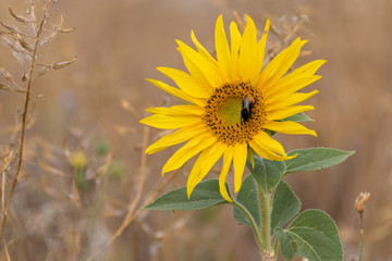 Sunflower and bee,Summer background with yellow sunflowers, close up