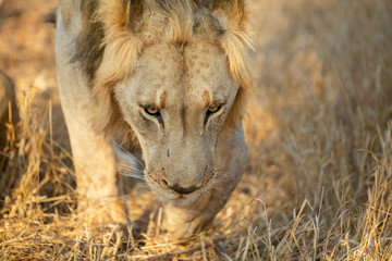 Young male lions with their sister finishing up a kill they stole from their mother.