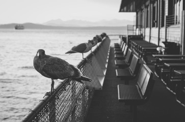 Seattle Birds