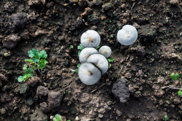 Mushrooms are weeds that grow in vegetable plots.