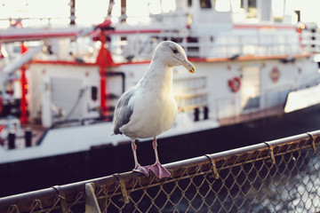 Seagull in Seattle