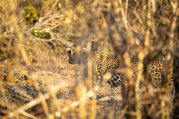Young female leopard stalking and hunting a little scrub hare then feeding on it. l