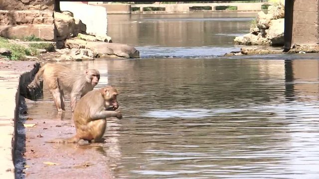 Medium, two monkeys on a river bank in India