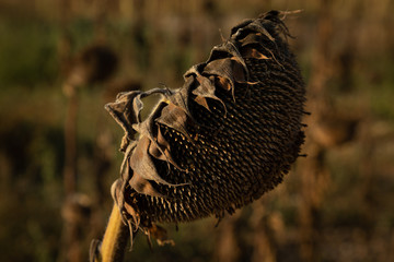 single sunflower