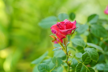 Obraz na płótnie Canvas Close up of Rose Flower