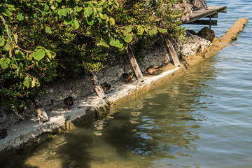 Enten nach dem erwachen am See