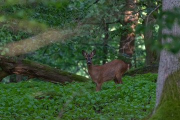 Deer in the forest. Deer in the forest looking into the camera
