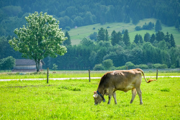 cows at summer green field