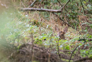 Deer in the forest.Deer in the forest looking into the camera