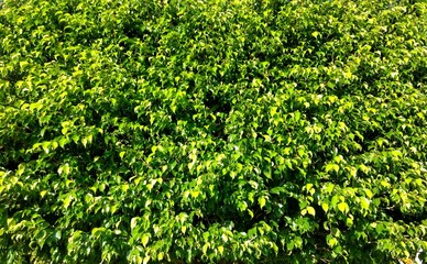 Beautiful wall of green leaves on sunny day, perfect to be used as text background. natural concept