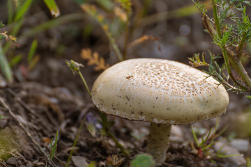 mushroom in the forest. close up