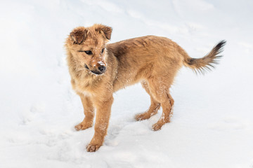 Young dog in the snow. Animals in winter_