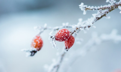 Rosehip branch with berries covered with frost on a blurred background_ - Powered by Adobe