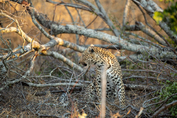 Young female leopard stalking and hunting a little scrub hare then feeding on it. l