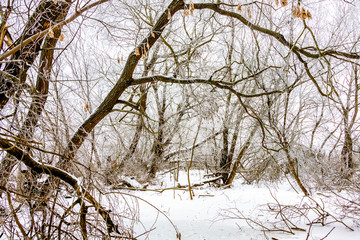 Fototapeta na wymiar Trees with thick branches covered with frost_