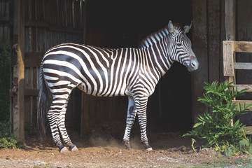 Zebra in the zoo on a dark background_