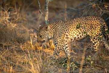 Young female leopard stalking and hunting a little scrub hare then feeding on it. l