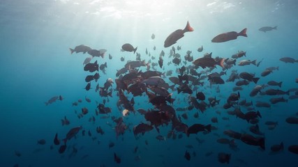 Huge school of red snapper spawning in early morning light