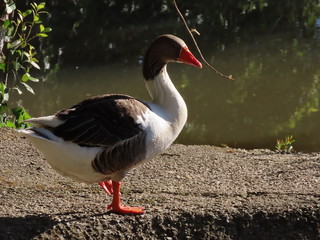 goose on grass