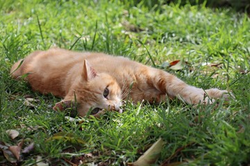 Cat sleeping in the grass