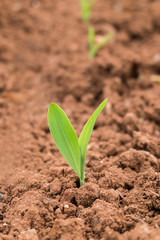 little plant in farm