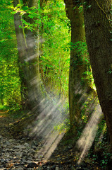 Obraz premium Forest Fog Sun