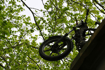 Moto dans les arbres