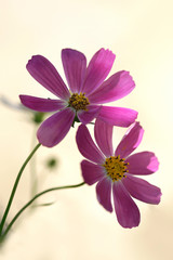 Fototapeta premium pink cosmos flower in summer garden