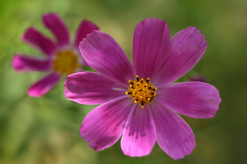 pink cosmos flower in summer garden