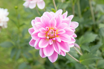 beautiful pink flowers in garden