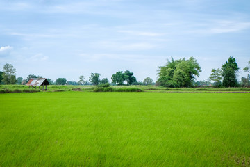 Fototapeta na wymiar Green Rice Field in Thailand